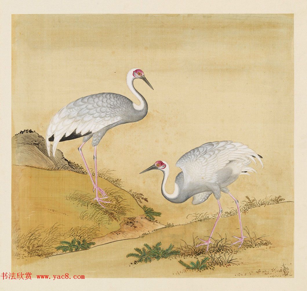 汉文满文字画欣赏《清人鸟谱册》